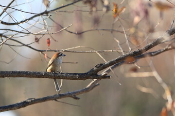 百舌鳥と秋の風景