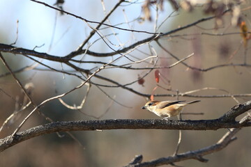 Fototapeta premium 百舌鳥と秋の風景