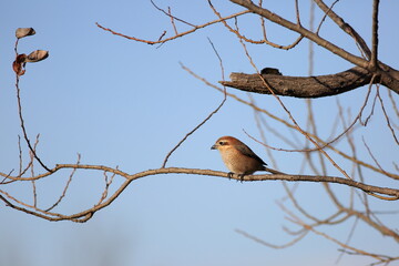 百舌鳥と秋の風景
