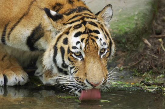 Siberian Tiger Drinking