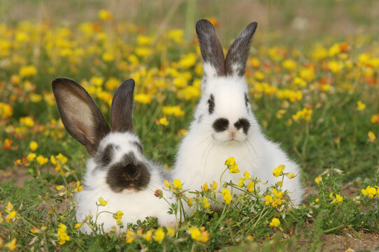 Rabbits in Meadow
