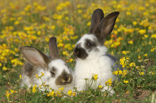 Rabbits in Meadow