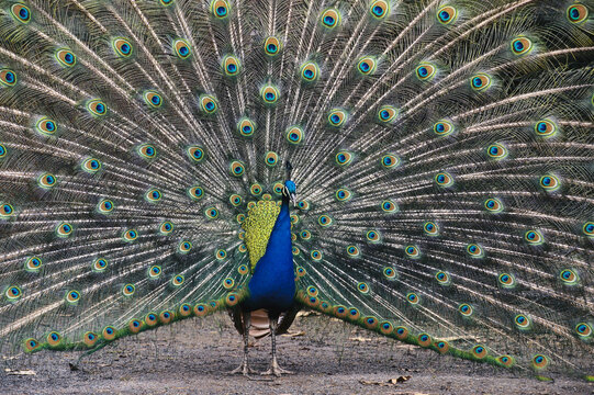 Peacock