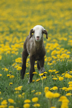 Lamb in Field