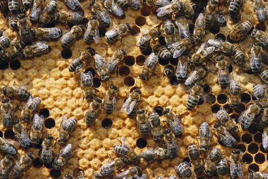 Honeybees in Honeycomb