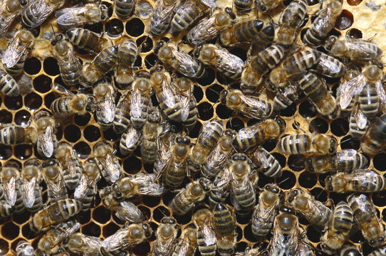 Honeybees in Honeycomb