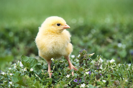Chick in Field