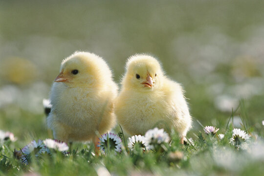 Chicks in Field