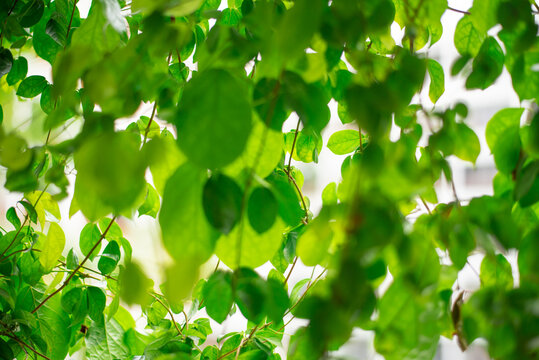 green leaves background