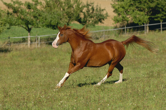 Arabian Horse, Bavaria, Germany