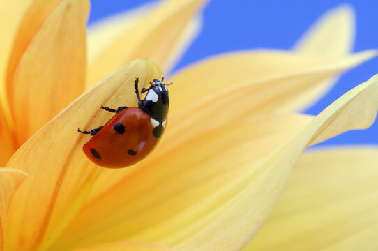 Ladybug on Flower