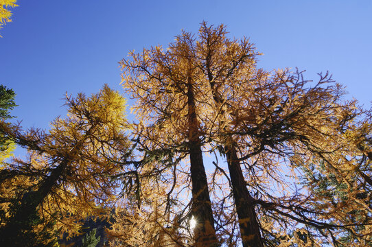 Larch Trees, Engadin, Switzerland