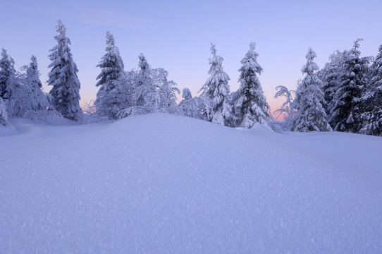 Snow-Covered Trees, Black Forest, Baden-Wurttemberg, Germany