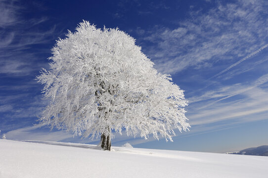 Snow-Covered Beech Tree, Black Forest, Baden-Wurttemburg, Germany - Powered by Adobe