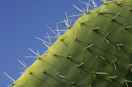 Close-Up of Prickly Pear Cactus