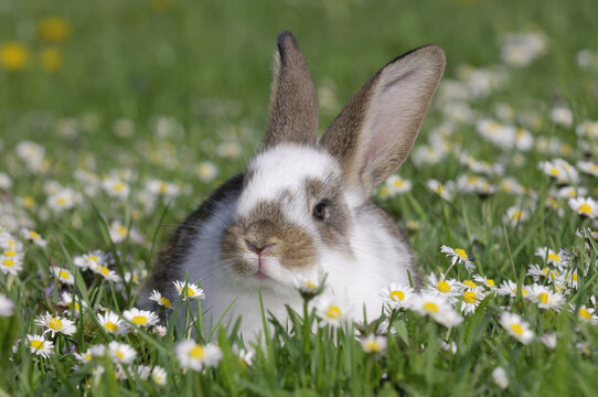 Rabbit in Grass