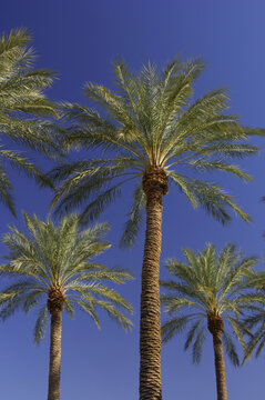 Palm Trees, Las Vegas, Nevada, USA