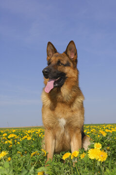 German Shepherd in Meadow