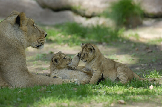 Mother Lion with Cubs