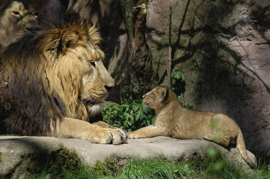 Portrait of Lion and Cub