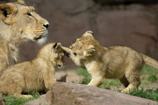 Mother Lion with Cubs
