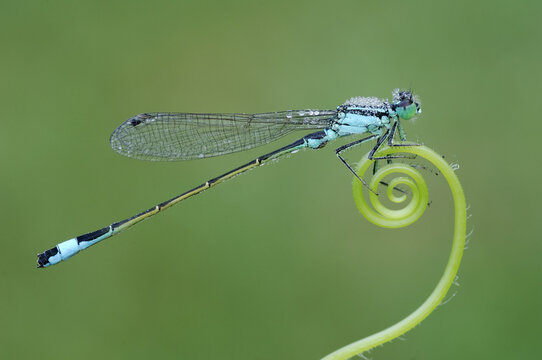 Damselfly
