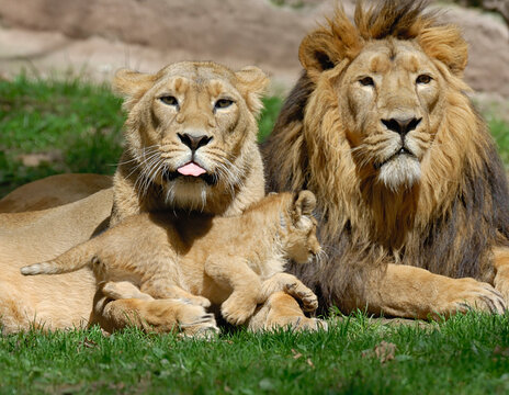 Portrait of Lion Family