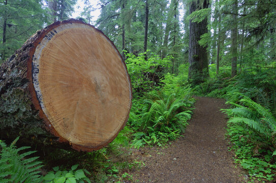 Trunk of Cut Tree, Quinault Rainforest, Olympic National Park, Washington, USA
