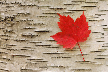 Red Maple Leaf, Algonquin Provincial Park, Ontario, Canada
