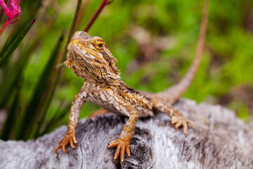 Aussie bearded dragon lizard sitting on log in native garden