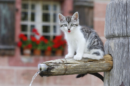 Kitten on Water Fountain