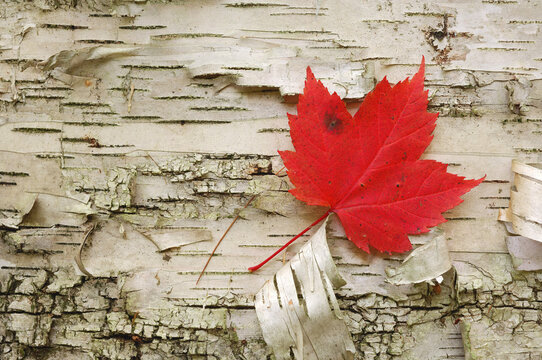 Red Maple Leaf, Algonquin Provincial Park, Ontario, Canada