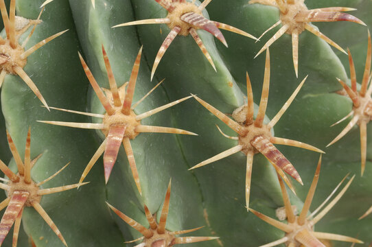 Cactus Needles