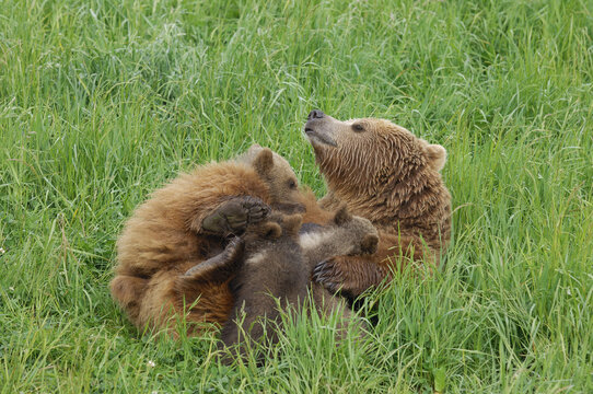 Female Brown Bear Nursing Her Cubs