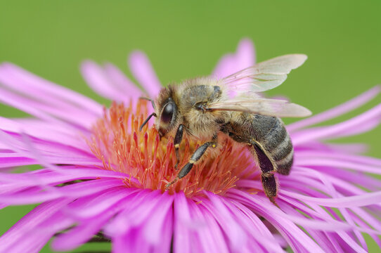 Honey Bee on Flower