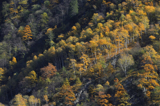 Mountain Forest, Ticino Canton, Switzerland