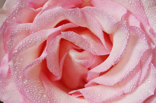 Pink Rose