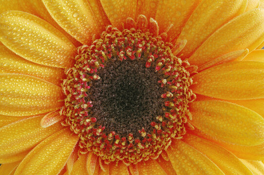 Gerbera Daisy