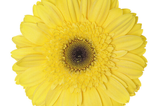 Gerbera Daisy