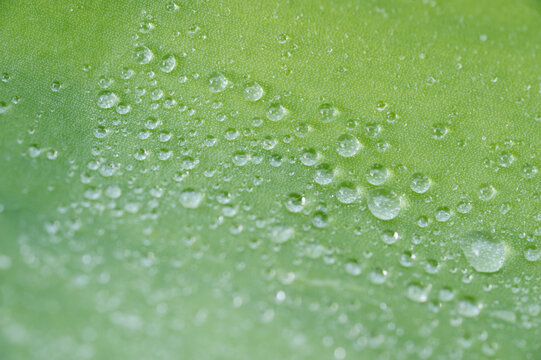 Water Drops on Leaf
