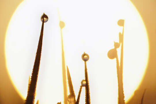 Dew Drops on Grass