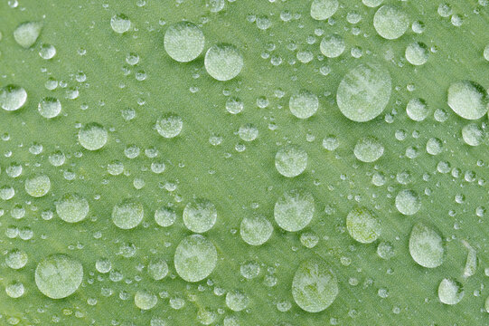 Water Drops on Tulip Leaf