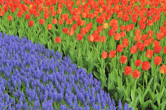 Grape Hyacinth and Tulips, Keukenhof Gardens, Lisse, Holland