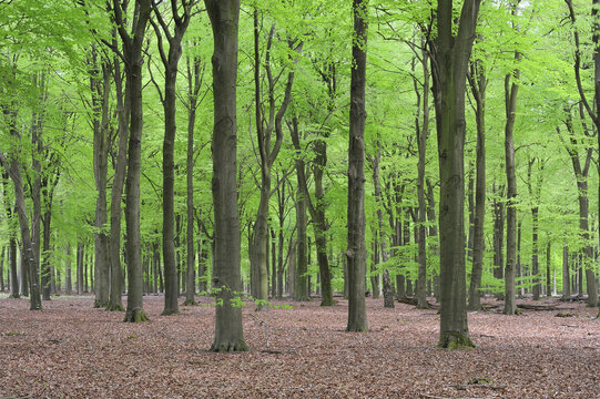 Forest, Netherlands