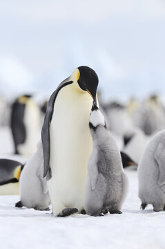 Emperor Penguins, Snow Hill Island, Weddell Sea, Antarctica