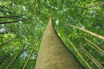 Looking up at Beech Trees, Jasmund National Park, Ruegen Island, Mecklenburg-Vorpommern, Germany