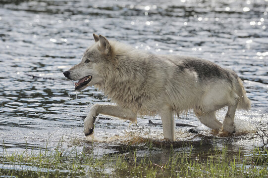 Gray Wolf in Water, Minnesota, USA