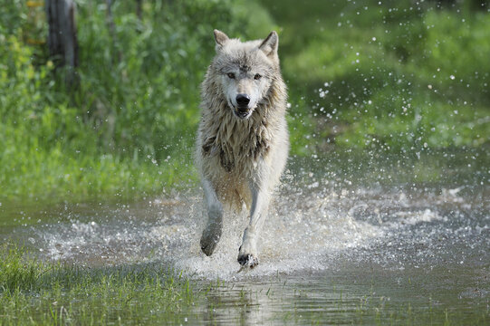 Gray Wolf Running through Water, Minnesota, USA