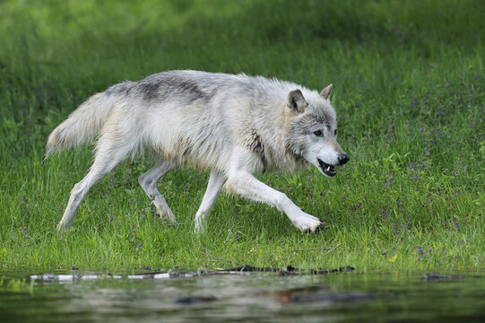 Gray Wolf, Minnesota, USA
