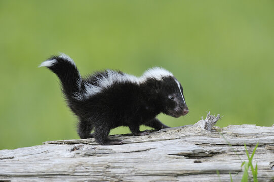 Striped Skunk Kit, Minnesota, USA